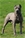 ipo3 FURFANTE RIPRODUTTORE SELEZIONATO ENCI - Triola Cane Corso